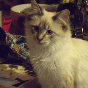Meet your Posher, Shirley